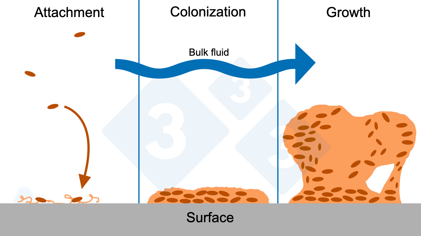 Figure 6. Three phases of biofilm formation: attachment, colonization, and growth of complex structures of the biofilm. Source: Figure adapted with permission from the Center for Biofilm Engineering, Montana State University.